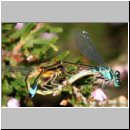 Ischnura elegans - Grosse Pechlibelle 01a.jpg